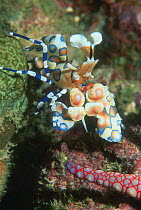 Harlequin shrimp {Hymenocera picta} with Starfish prey {Fromia monilis} Andaman Sea, Thailand.