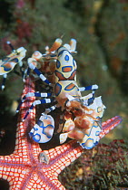 Harlequin shrimp {Hymenocera picta / elegans} with Starfish prey {Fromia monilis} turned upside down to prevent it from escaping, Andaman Sea, Thailand.