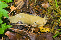 Banana slug {Ariolimax columbianus} in leaf litter, Hoh Rainforest, Olympic National Park, Washington, USA - pneumostone visible