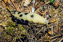 Banana slug {Ariolimax columbianus} on ground in Hoh Rainforest, Olympic National Park, Washington, USA.