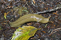 Banana slug {Ariolimax columbianus} Hoh on ground, Rainforest, Olympic National Park, Washington, USA.
