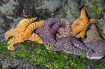 Ochre sea stars {Pisaster ochraeceus} exposed on rock wall at low tide, Olympic National Park, Washington, USA.