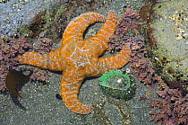 Ochre seastar {Pisaster ochraeceus} and Giant green anemone {Anthopleura xanthogrammica} in tidepool during lowtide, Olympic National Park, Washington, USA.
