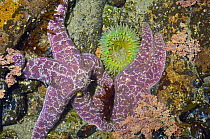 Giant green anemone {Anthopleura xanthogrammica} and Ochre sea stars {Pisaster ochraeceus} Olympic National Park, Washington, USA.