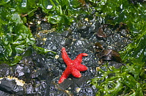 Blood star {Henricia sanguinolenta} exposed on rock at low tide surrounded by Kelp, Tongue Point, Washington, USA.