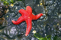Blood star {Henricia sanguinolenta} exposed on rock at low tide surrounded by Kelp and Algae, Tongue Point, Washington, USA.
