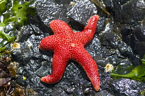 Blood star {Henricia sanguinolenta} exposed on rock at low tide, surrounded by Kelp and Algae, Tongue Point, Washington, USA.