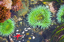 Giant green anemones {Anthopleura xanthogrammica} with Blood star {Henricia sanguinolenta} in tidepool at low tide, Tongue Point, Washington, USA.