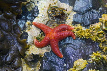 Blood star {Henricia sanguinolenta} with Barnacles in tide pool at low tide, Tongue Point, Washington, USA.