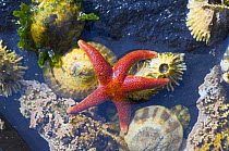 Blood star {Henricia sanguinolenta} with limpets and barnacles exposed at low tide, Tongue Point, Washington, USA.