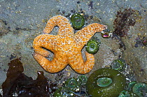 Ochre sea star {Pisaster ochraeceus} exposed on rock wall at low tide, Olympic National Park, Washington, USA.
