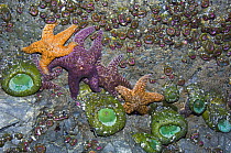 Ochre sea stars {Pisaster ochraeceus} and Giant green anemones {Anthopleura xanthogrammica} exposed on rock wall during low tide, Olympic National Park, Washington, USA.