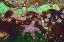 Ochre sea stars {Pisaster ochraeceus} and Giant green anemones {Anthopleura xanthogrammica} in tidepool at low tide, Olympic National Park, Washington, USA.