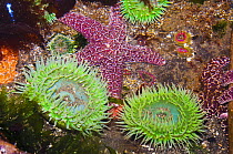 Giant green anemones {Anthopleura xanthogrammica} and Ochre sea stars {Pisaster ochraeceus} Olympic National Park, Washington, USA.