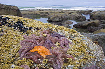 Ochre sea stars {Pisaster ochraeceus} exposed at low tide, Olympic National Park, Washington, USA.