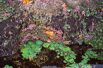 Tidepool at low tide showing with Giant green anemones {Anthopleura xanthogrammica} and Ochre sea stars {Pisaster ochraeceus} Olympic National Park, Washington, USA.