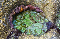 Rockpool at low tide with Giant green anemones {Anthopleura xanthogrammica} and Ochre sea stars {Pisaster ochraeceus} Olympic National Park, Washington, USA.