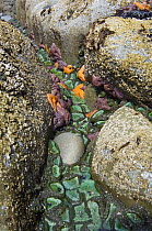 Giant green anemones {Anthopleura xanthogrammica} and Ochre sea stars {Pisaster ochraeceus} exposed on rocks at low tide, Olympic National Park, Washington, USA.