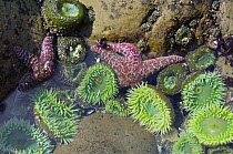 Tidepool at low tide with Giant green anemones {Anthopleura xanthogrammica} and Ochre sea stars {Pisaster ochraeceus} Olympic National Park, Washington, USA.