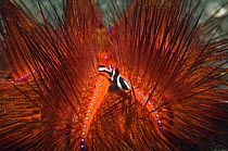 Emperor snapper {Lutjanus sebae} juvenile sheltering in a False fire urchin {Astropyga radiata} Lembeh Strait, North Sulawesi, Indonesia.