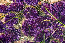 Purple sea urchins {Strongylocentrotus purpuratus} in tide pool at low tide, Tongue Point, Washington, USA.