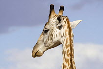 Rothschild's Giraffe {Giraffa camelopardalis rothschildi} head, Masai Mara, Kenya