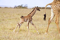 Rothschild's Giraffe {Giraffa camelopardalis rothschildi} newborn following mother, Masai Mara, Kenya.