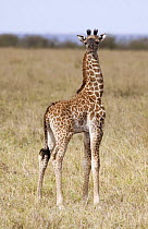 Rothschild's Giraffe {Giraffa camelopardalis rothschildi} newborn portrait, Masai Mara, Kenya.