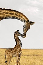 Rothschild's giraffes {Giraffa camelopardalis rothschildi} female with newborn, Masai Mara, Kenya.