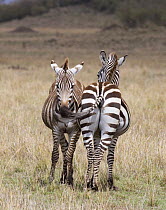 Pregnant female Grants Zebras {Equus quagga boehmi} nose to tail swishing flies, Masai Mara, Kenya.