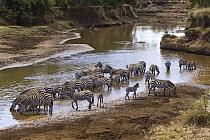 Group of Grant's Zebras {Equus quagga boehmi} drinking at waterhole, Masai Mara, Kenya.
