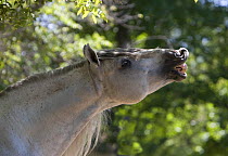 Domestic horse {Equus caballus} smelling, baring teeth, USA.