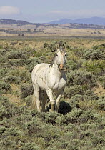 Wild grey stallion {Equus caballus} portrait, 10-year, Adobe Town, Southwestern Wyoming, USA.