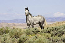 Wild grey horse {Equus caballus} dappled gray stallion portrait, Adobe Town, Wyoming, USA.