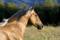 Palomino Lusitano Stallion {Equus caballus} Ojai, California, USA.