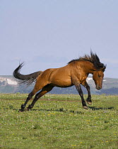 Wild horse {Equus caballus} red dun stallion leaping, Pryor Mountains, Montana, USA.