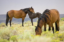 Wild horses {Equus caballus} mare and foal mutual grooming with stallion grazing, Adobe Town, Southwestern Wyoming, USA.