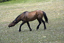 Wild horse {Equus caballus} bay stallion snaking his mares, Pryor Mountains, Montana, USA.