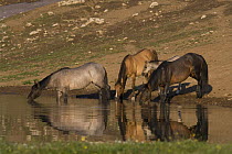 Wild horses {Equus caballus} grulla mare, dun mare with grulla foal and dark bay stallion at water, Pryor Mountains, Montana, USA.