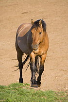 Wild horse {Equus caballus} dun stallion, Pryor Mountains, Montana, USA.