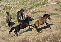 Wild horses {Equus caballus} black stallion chasing bay stallion, with dun mare, bay mare and dun foal, Pryor Mountains, Montana, USA.