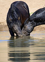 Wild horses {Equus caballus} two black bachelor stallions drinking, Pryor Mountains, Montana, USA.