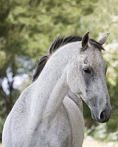 Gelding portrait {Equus caballus} half Trakaener, half Lippizaner. Longmont, Colorado, USA.