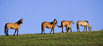 wild horses {Equus caballus} dun stallion with two dun mares, dun foal and young grulla mare, Pryor Mountains, Montana, USA.