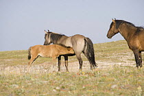 Wild horses {Equus caballus} dun foal suckling from grulla mare with bay stallion looking on, Pryor Mountains, Montana, USA.