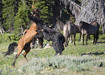 Wild horses {Equus caballus} black bachelor stallion and dun band stallion fighting with grulla and dun mares in background, Pryor Mountains, Montana, USA.