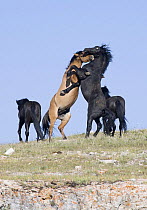 Wild horses {Equus caballus} black bachelor stallion and dun bachelor stallion play fighting, Pryor Mountains, Montana, USA.