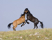 Wild horses {Equus caballus} black bachelor stallion and dun bachelor stallion play fighting, Pryor Mountains, Montana, USA.