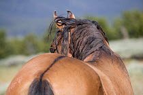 Wild horse {Equus caballus} rear view of dun stallion, Pryor Mountains, Montana, USA.