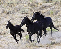 Wild horses {Equus caballus} black mare, stallion and foal galloping, Adobe Town, Southwestern Wyoming, USA.